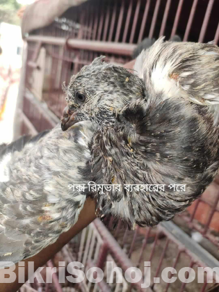 কবুতরের পক্সের জন্য পক্স রিমুভার